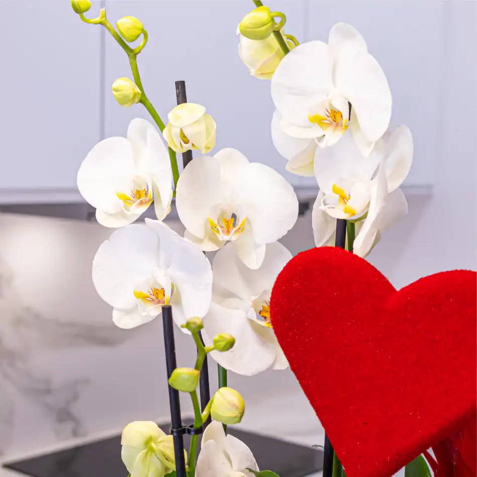 Jarrón de Cristal con Orquidea Phalaenopsis Blanca: Un Toque Sofisticado para San Valentín.SV7