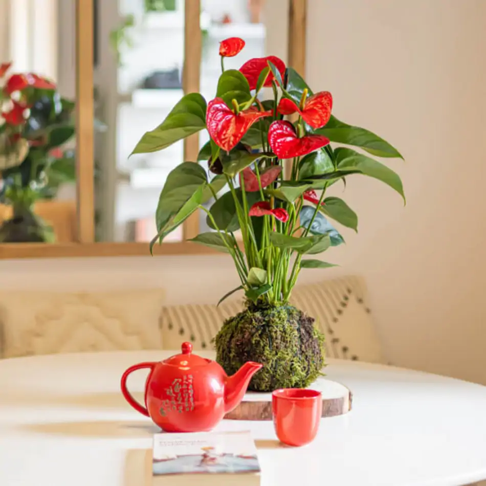 Kokedama anthurium rojo