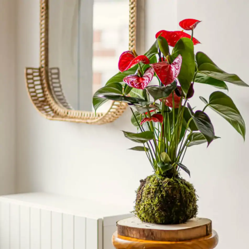 Kokedama anthurium rojo