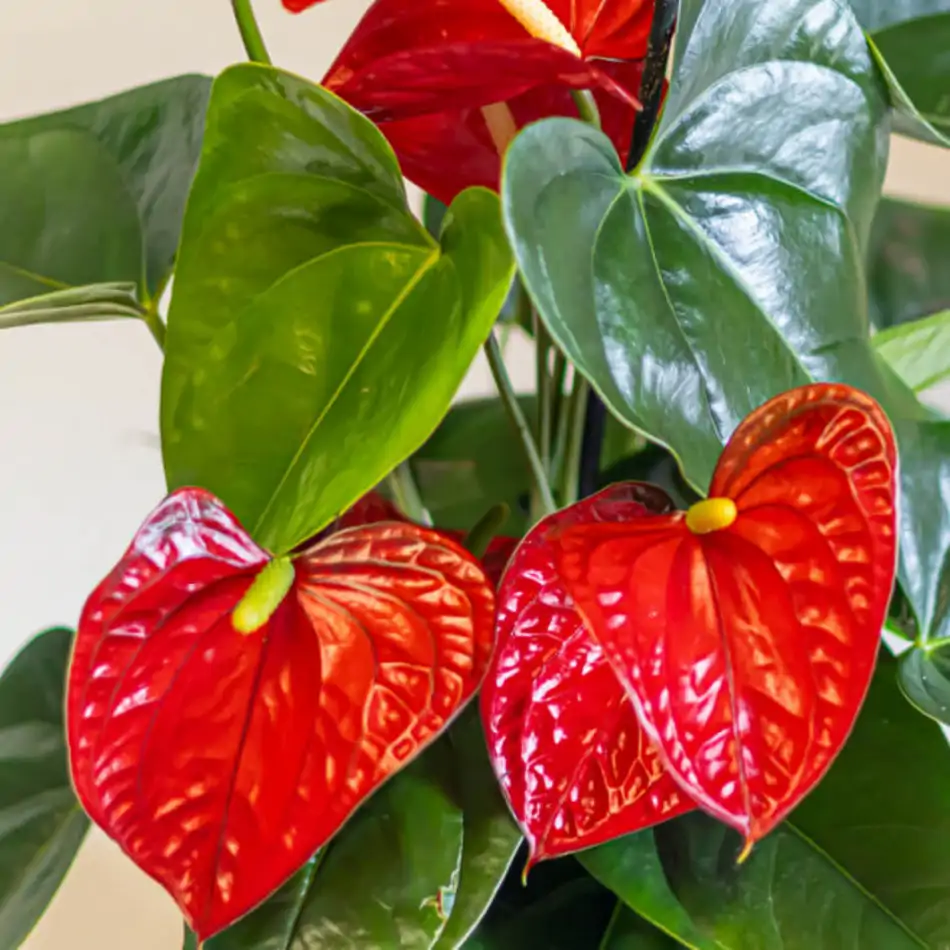 Kokedama anthurium rojo