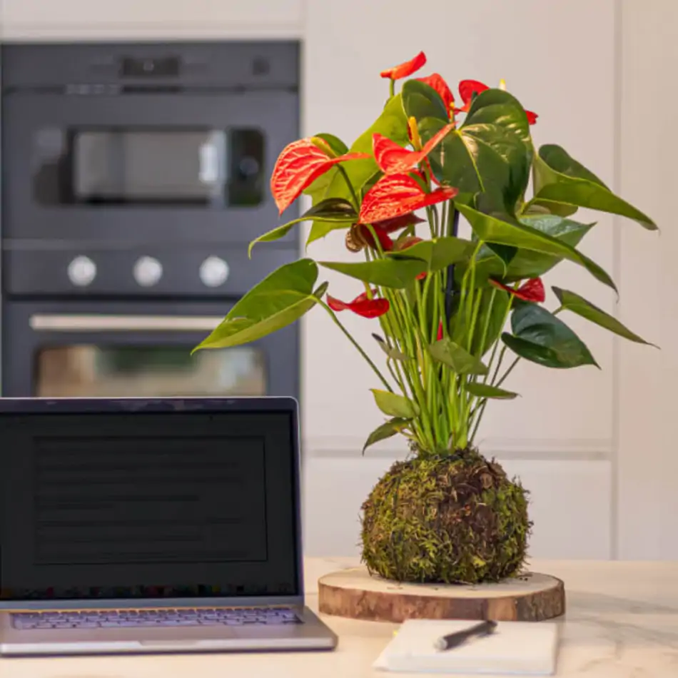 Kokedama anthurium rojo