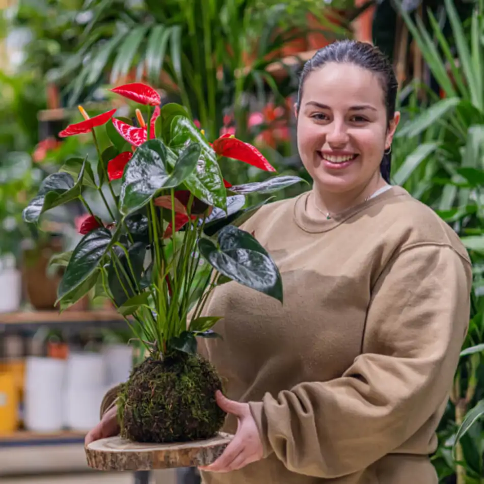 Kokedama anthurium rojo