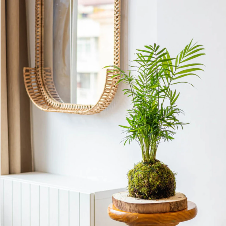 Kokedama Chamadorea