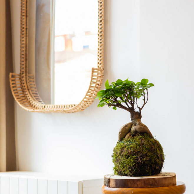 Kokedama ficus ginseng