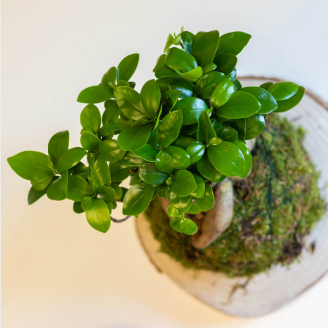 Kokedama ficus ginseng