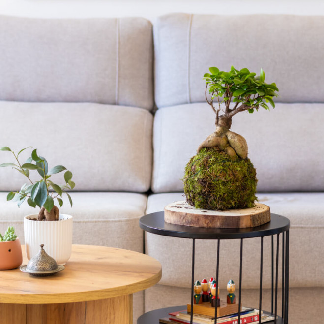 Kokedama ficus ginseng