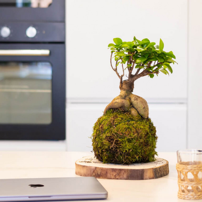 Kokedama ficus ginseng