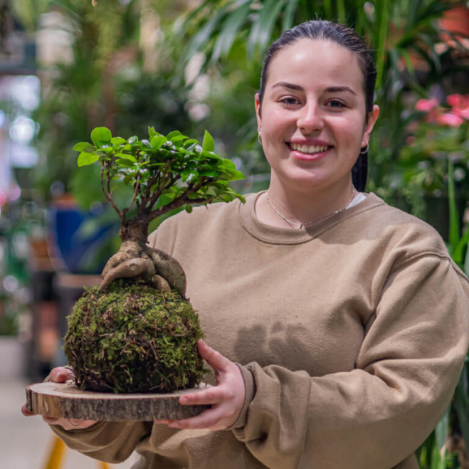 Kokedama ficus ginseng