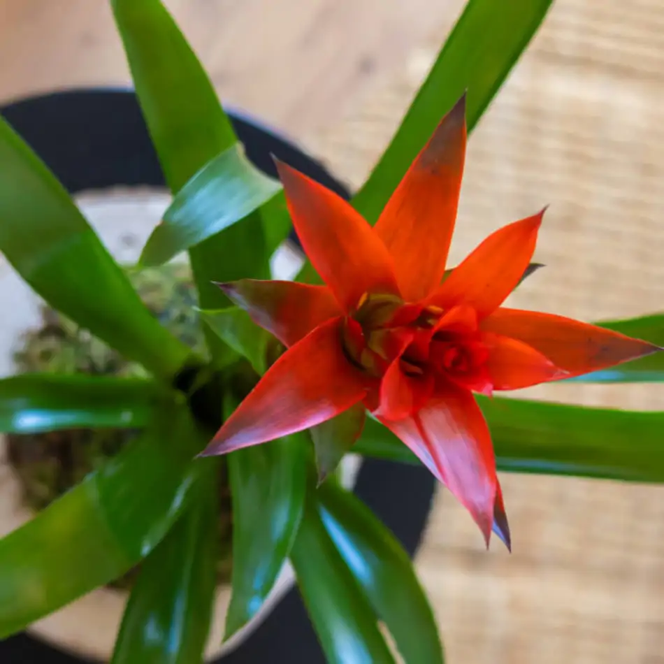 Kokedama Guzmania