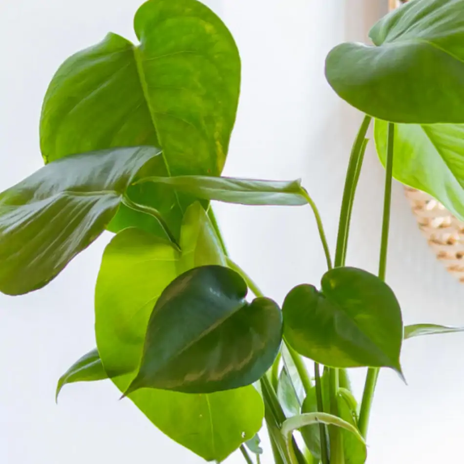 Kokedama monstera