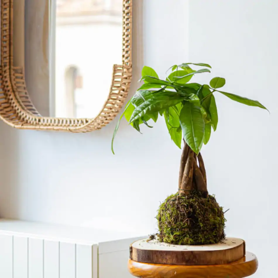 Kokedama pachira