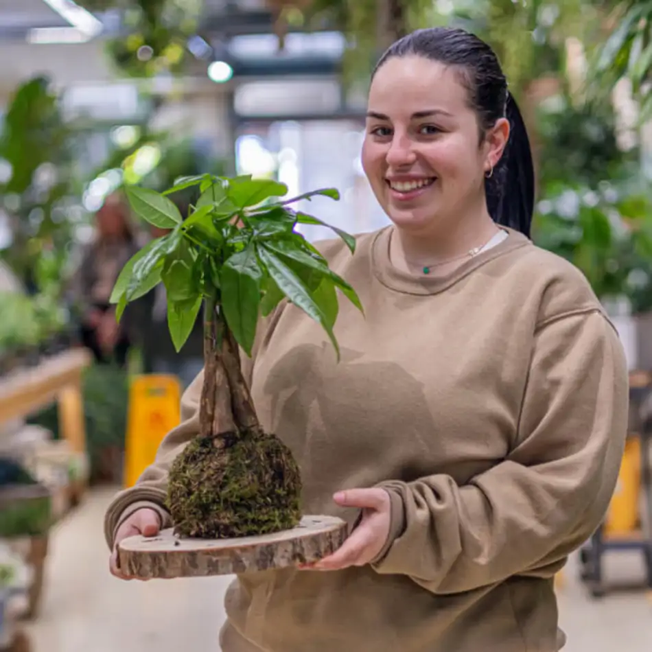 Kokedama pachira