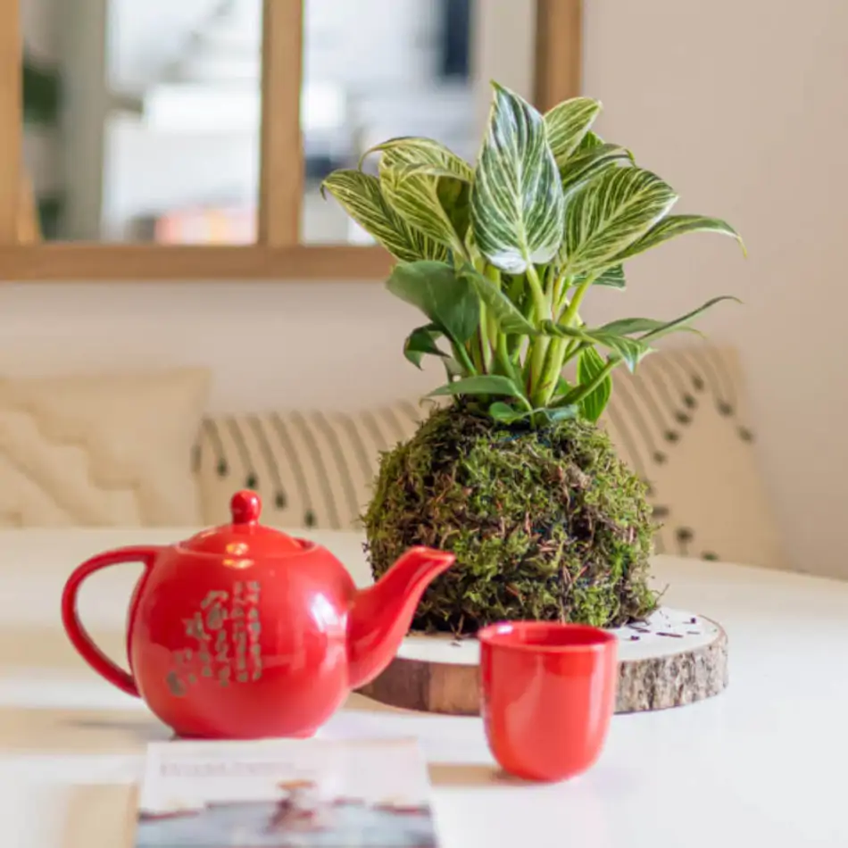 Kokedama Philodendro white