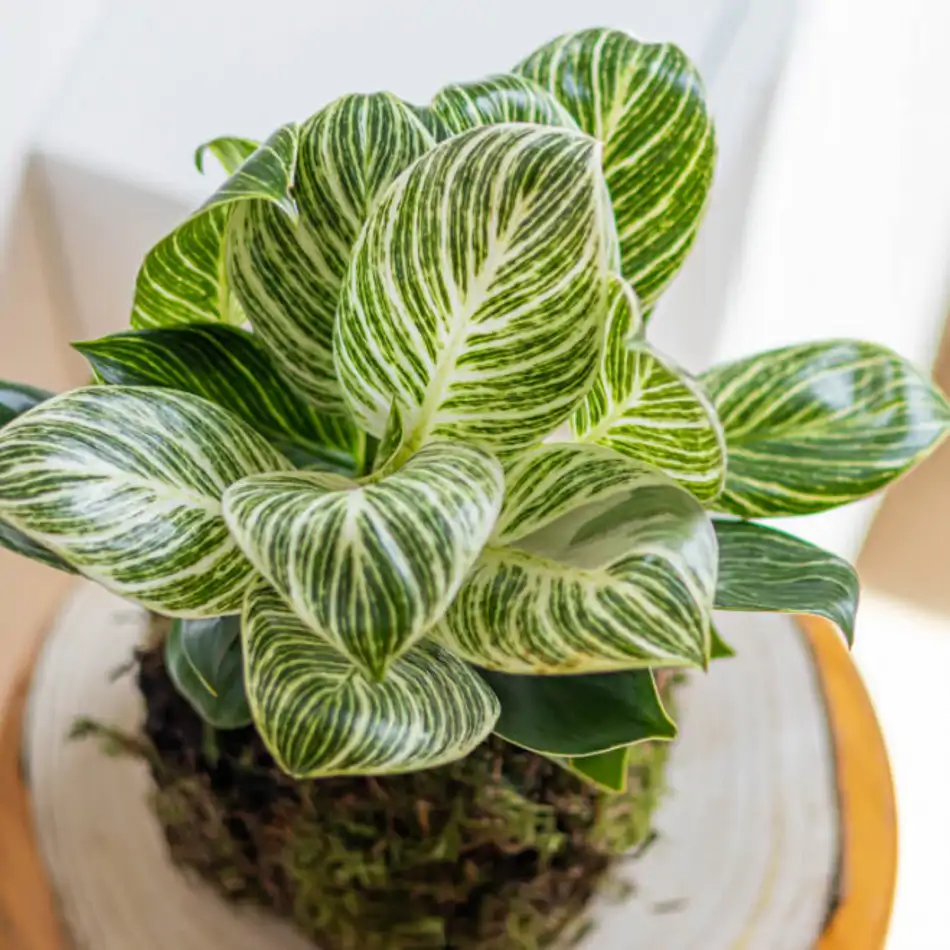 Kokedama Philodendro white