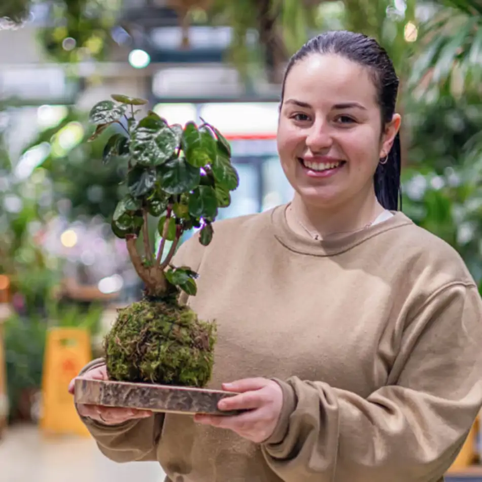 Kokedama Polyscia