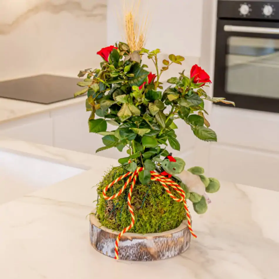 Kokedama Sant Jordi