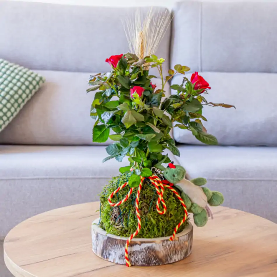 Kokedama Sant Jordi