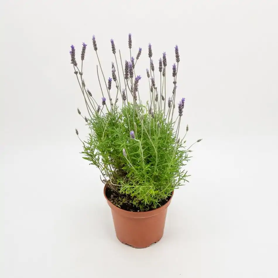 Lavanda