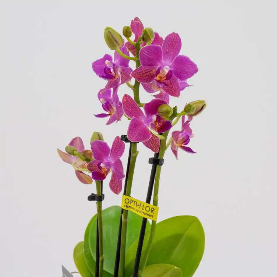 Mini  phalaenopsis