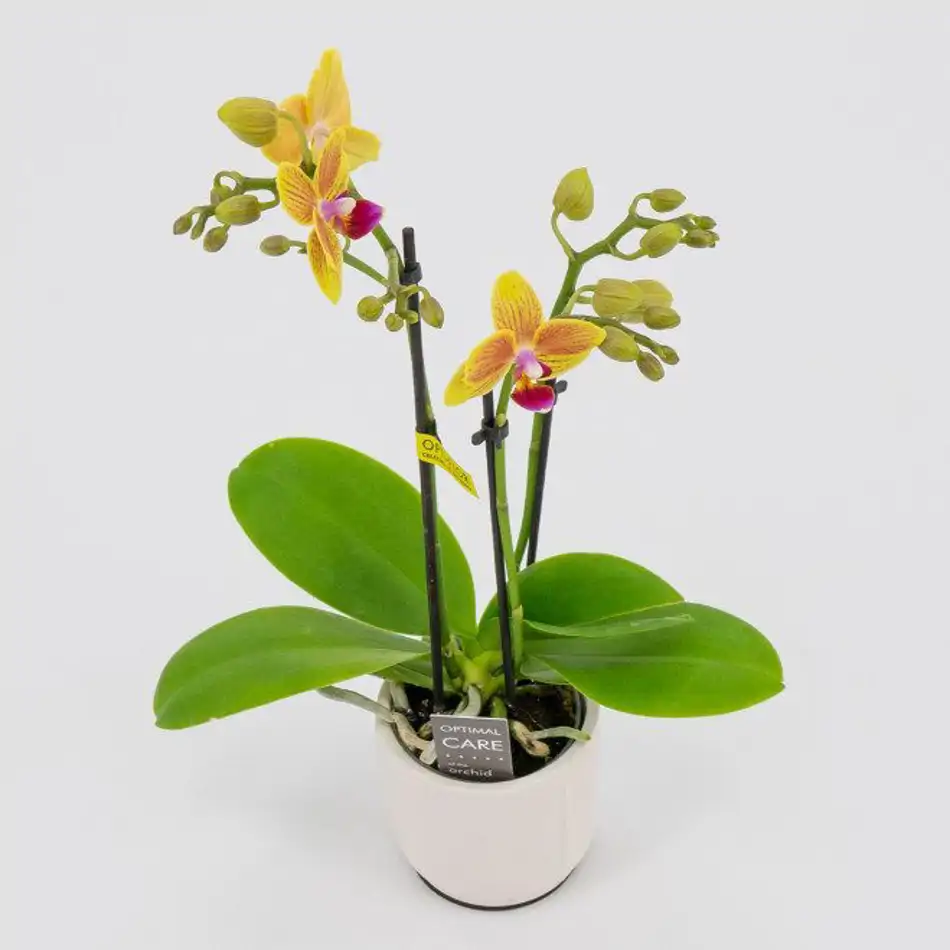 Mini  phalaenopsis