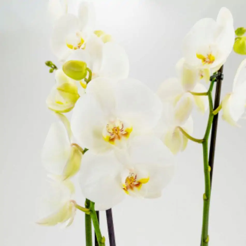 Phalaenopsis