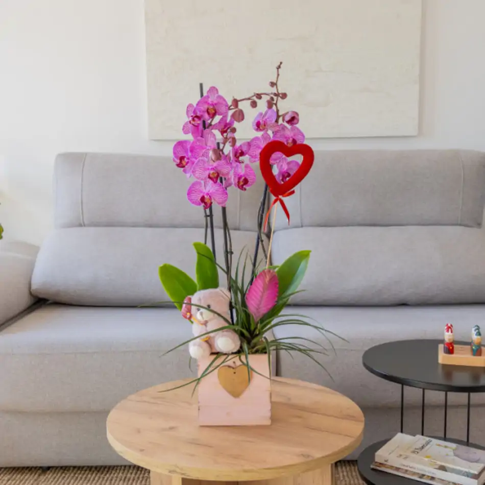 Phalaenopsis en Cajita de Madera con Peluche Mimoso