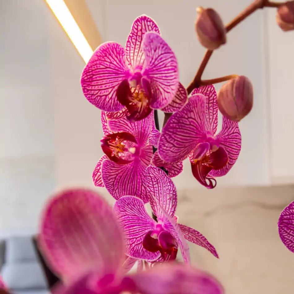 Phalaenopsis en Cajita de Madera con Peluche Mimoso