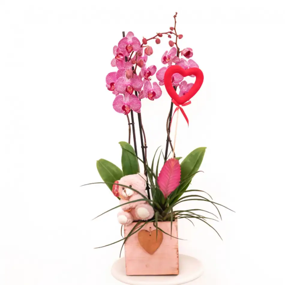 Phalaenopsis en Cajita de Madera con Peluche Mimoso