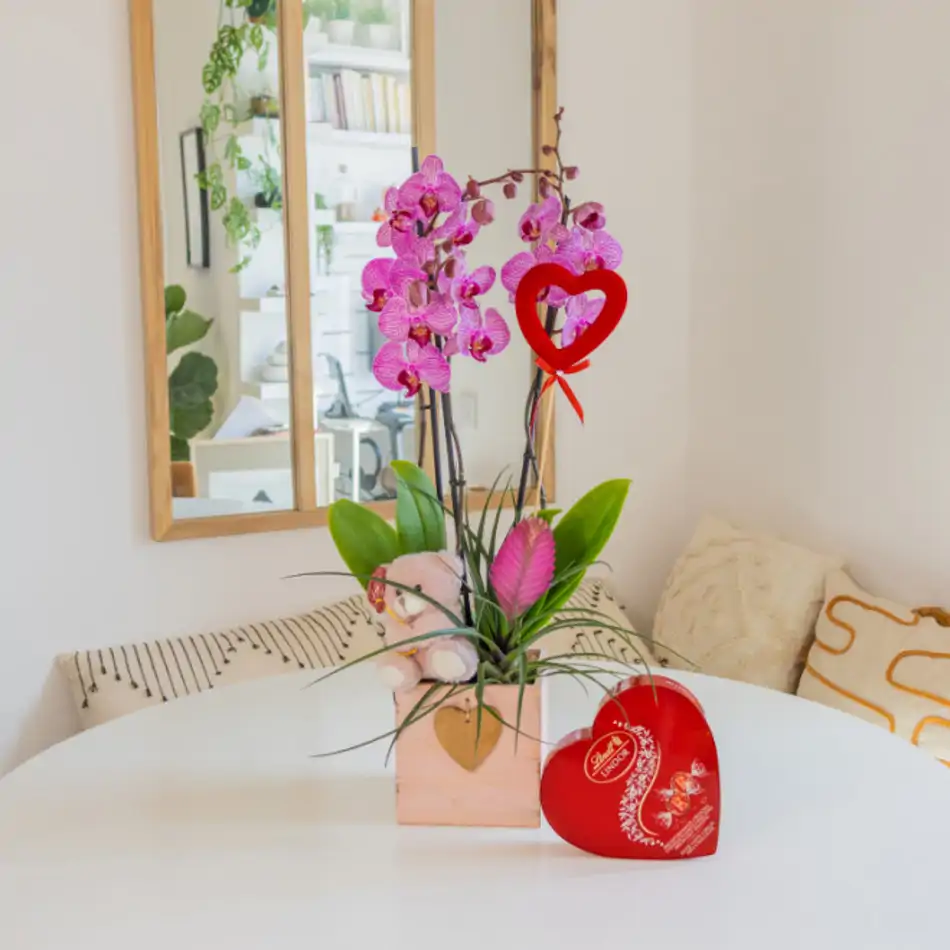 Phalaenopsis en Cajita de Madera con Peluche Mimoso