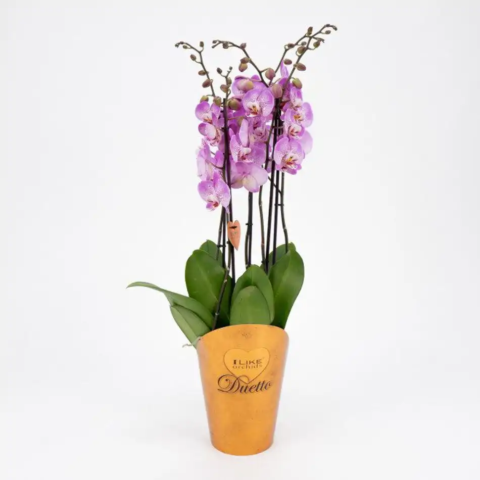 Phalaenopsis deluxe