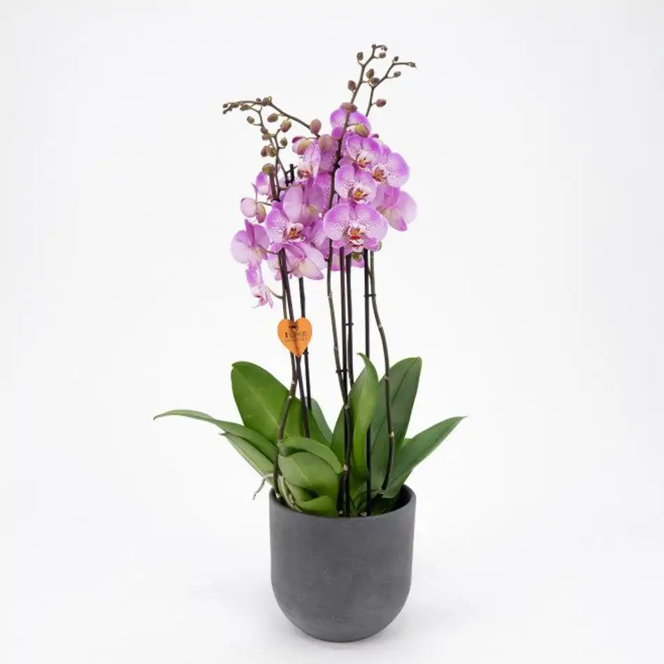 Phalaenopsis deluxe