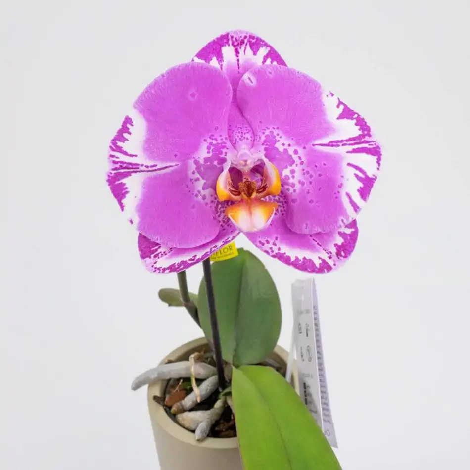 Phalaenopsis XXL 1 flor