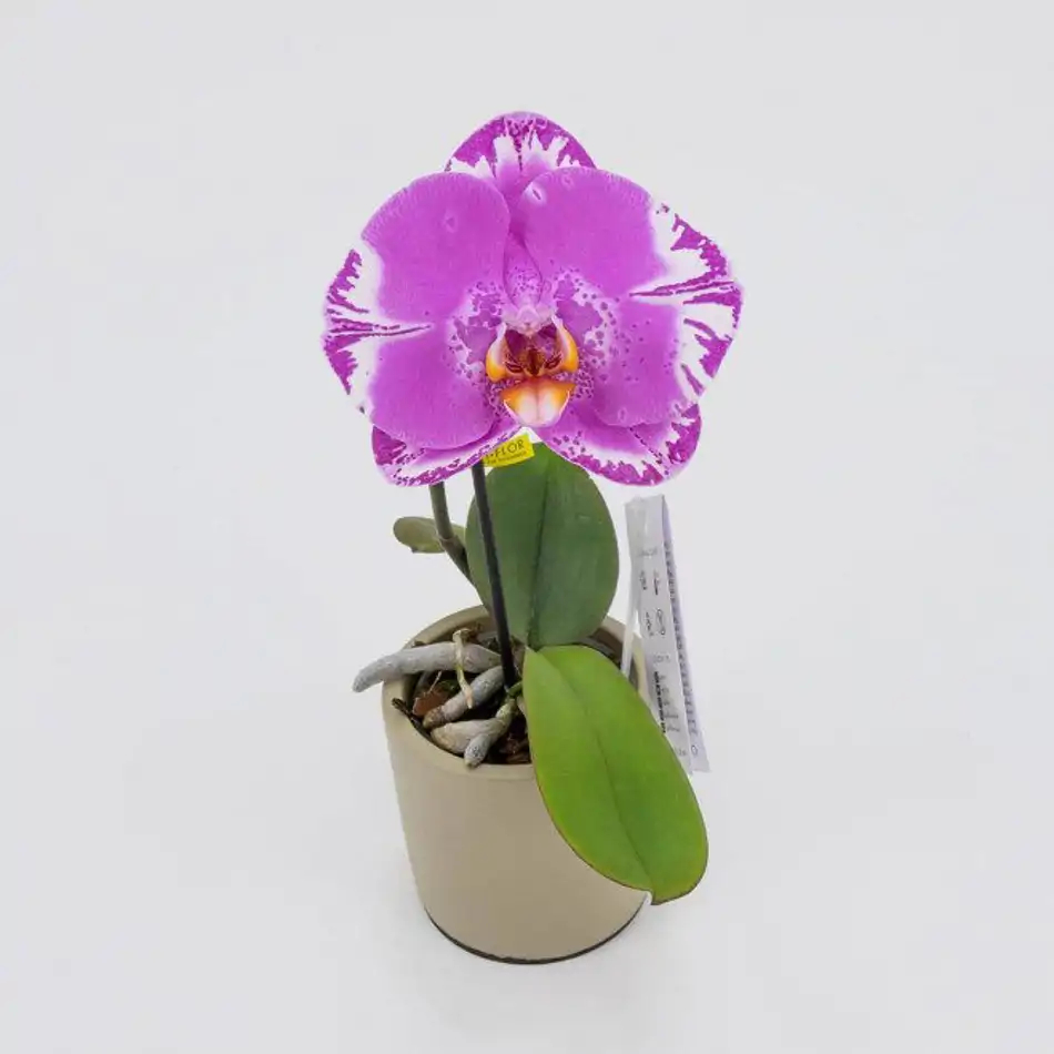 Phalaenopsis XXL 1 flor