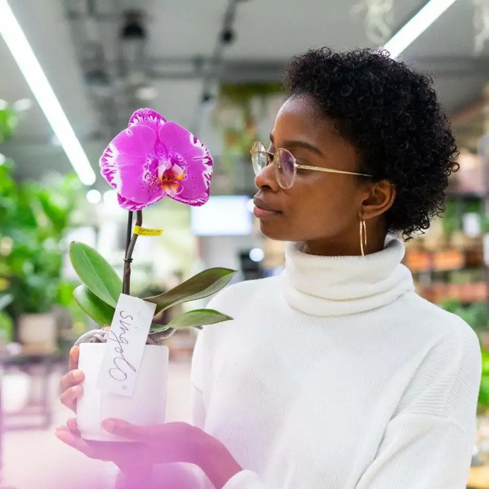 Phalaenopsis XXL 1 flor