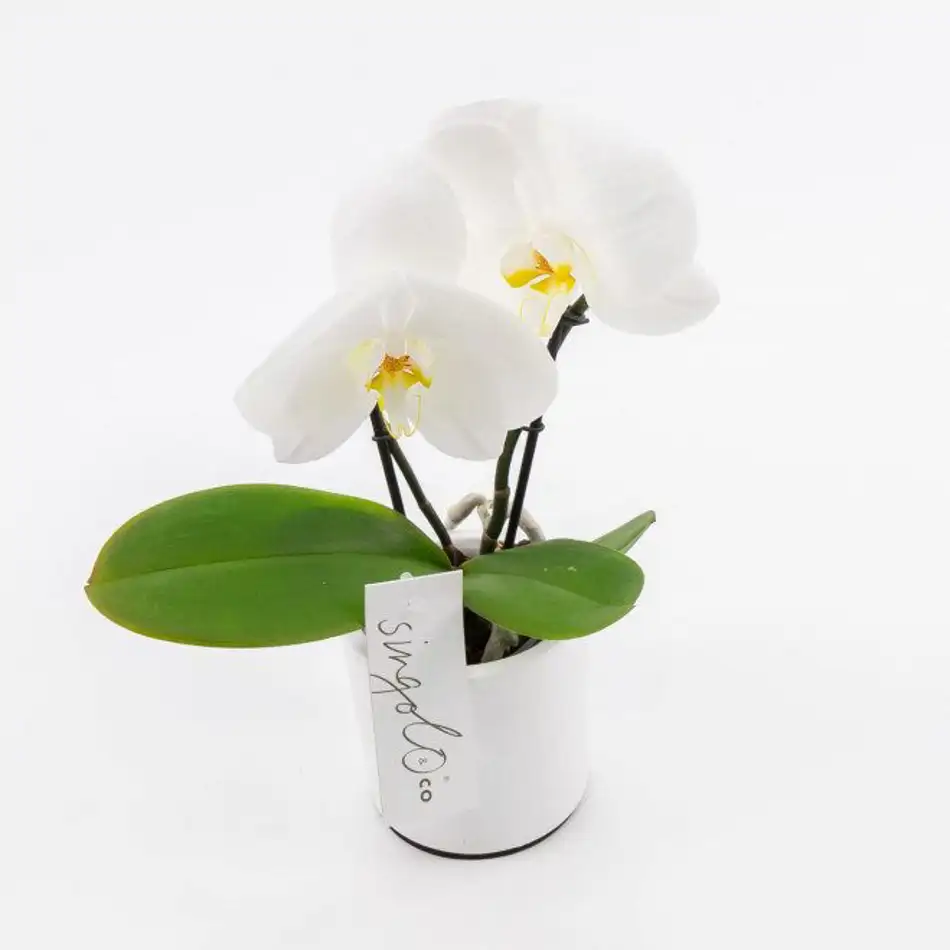 Phalaenopsis XXL 2 flores