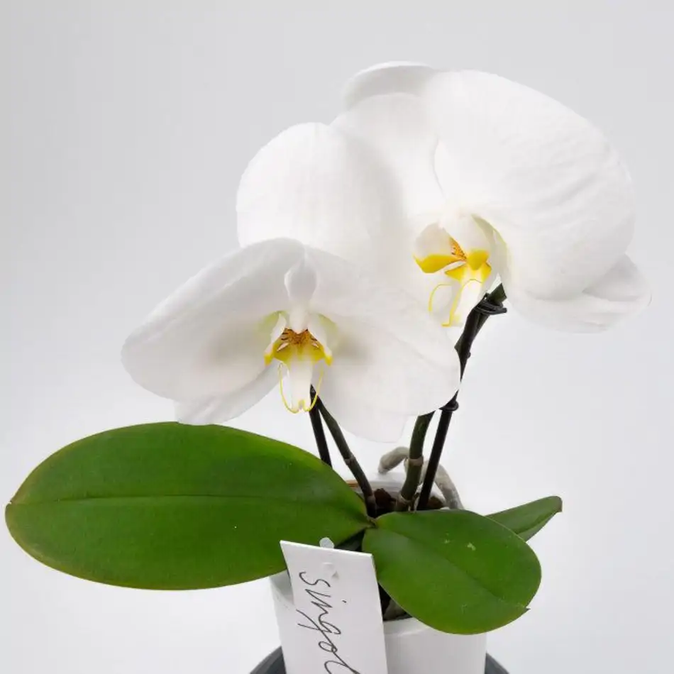 Phalaenopsis XXL 2 flores