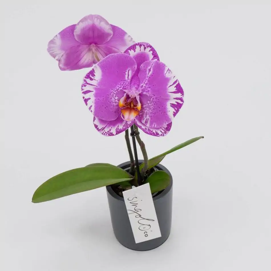 Phalaenopsis XXL 2 flores