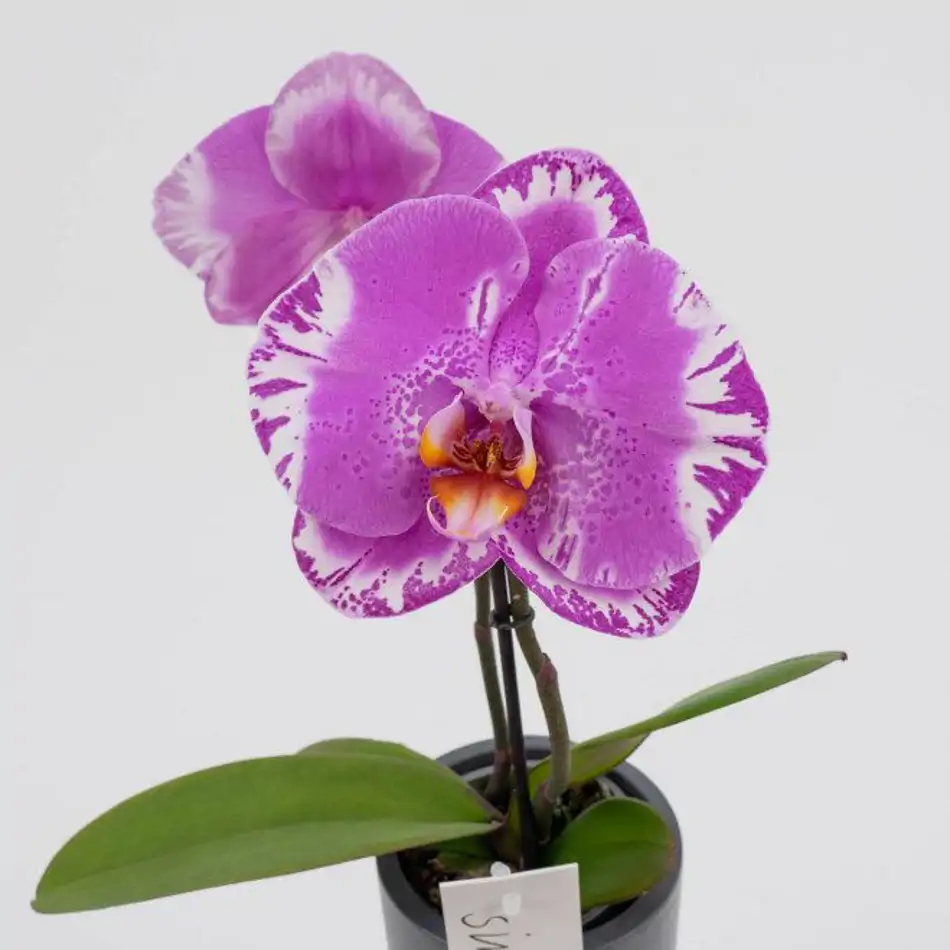 Phalaenopsis XXL 2 flores