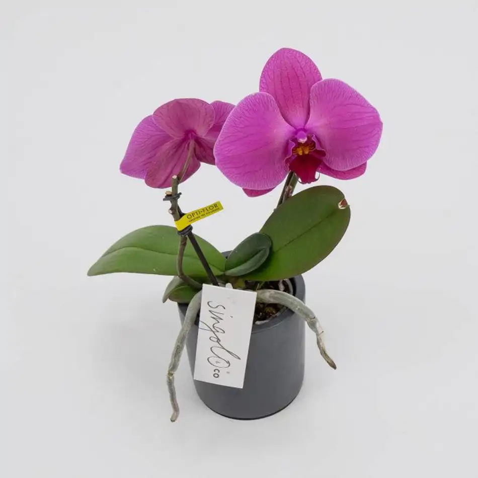 Phalaenopsis XXL 2 flores