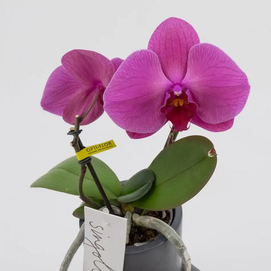 Phalaenopsis XXL 2 flores