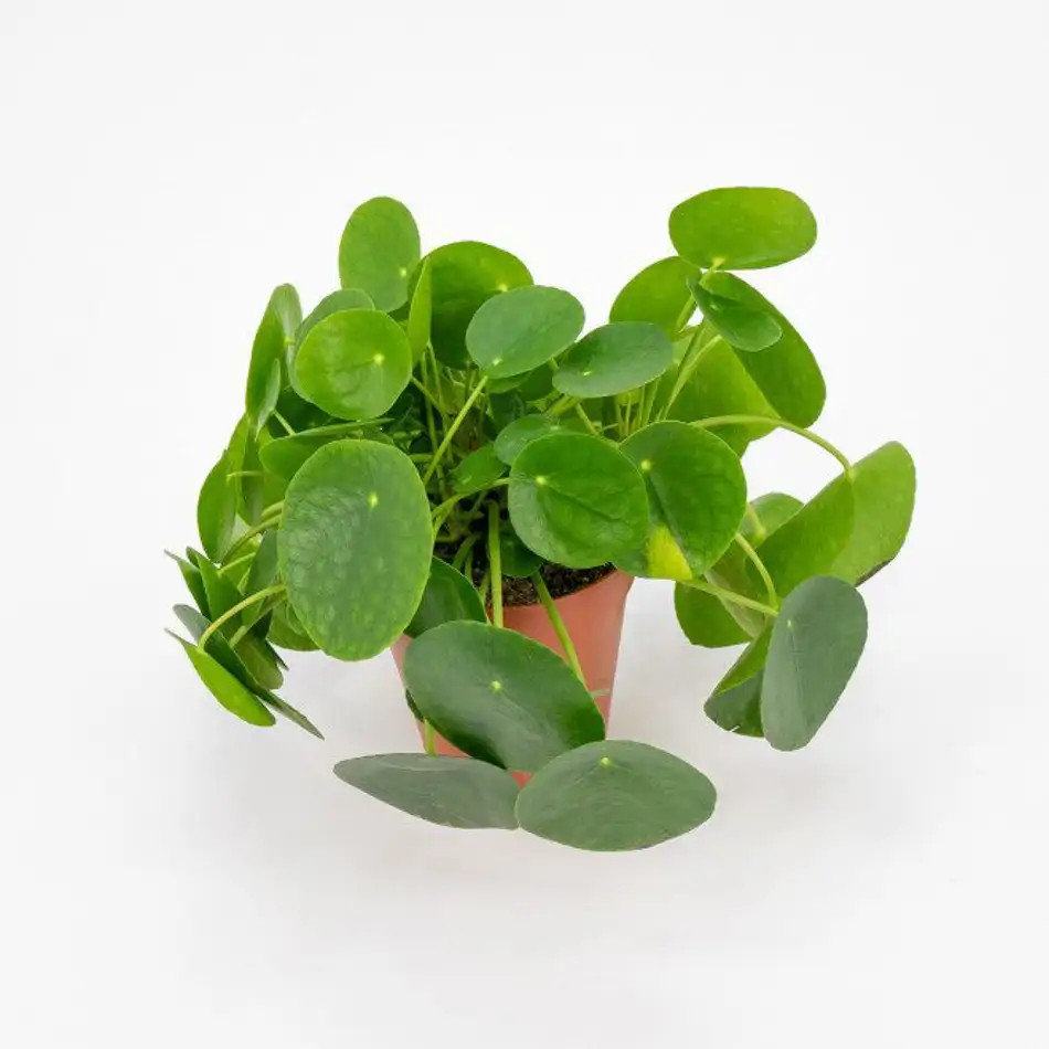 Pilea