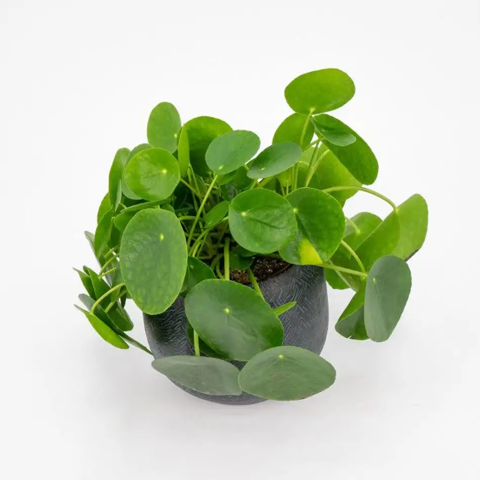 Pilea