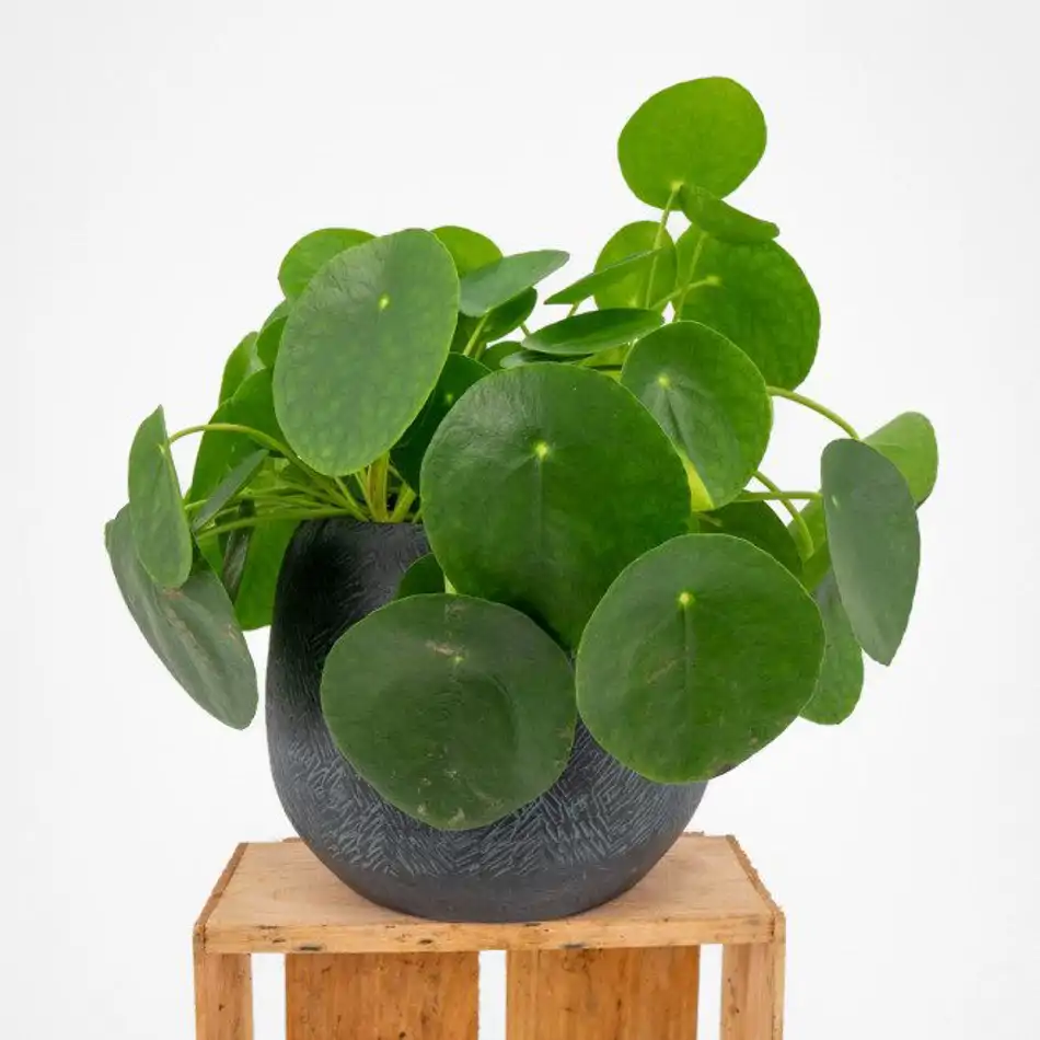 Pilea