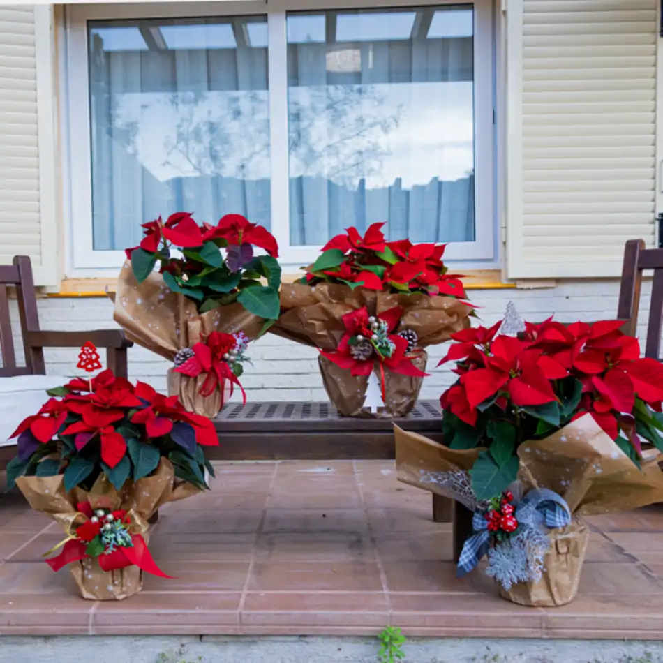 Planta de Navidad