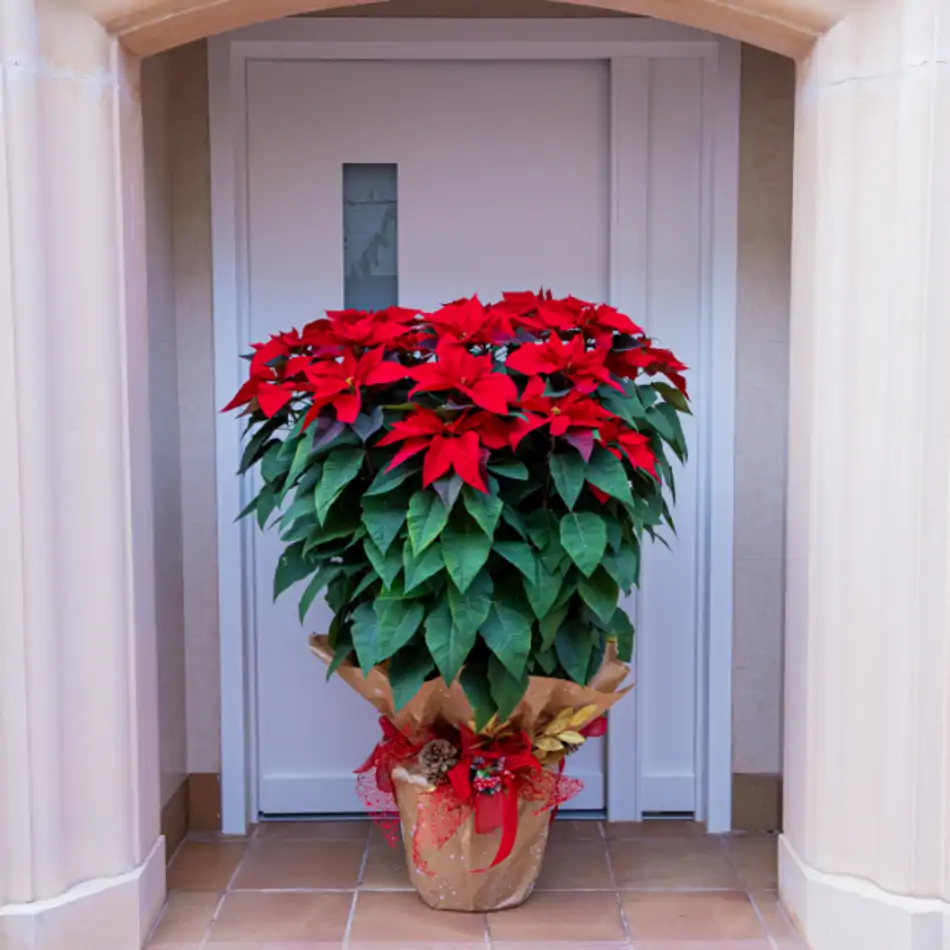 Poinsettia XL