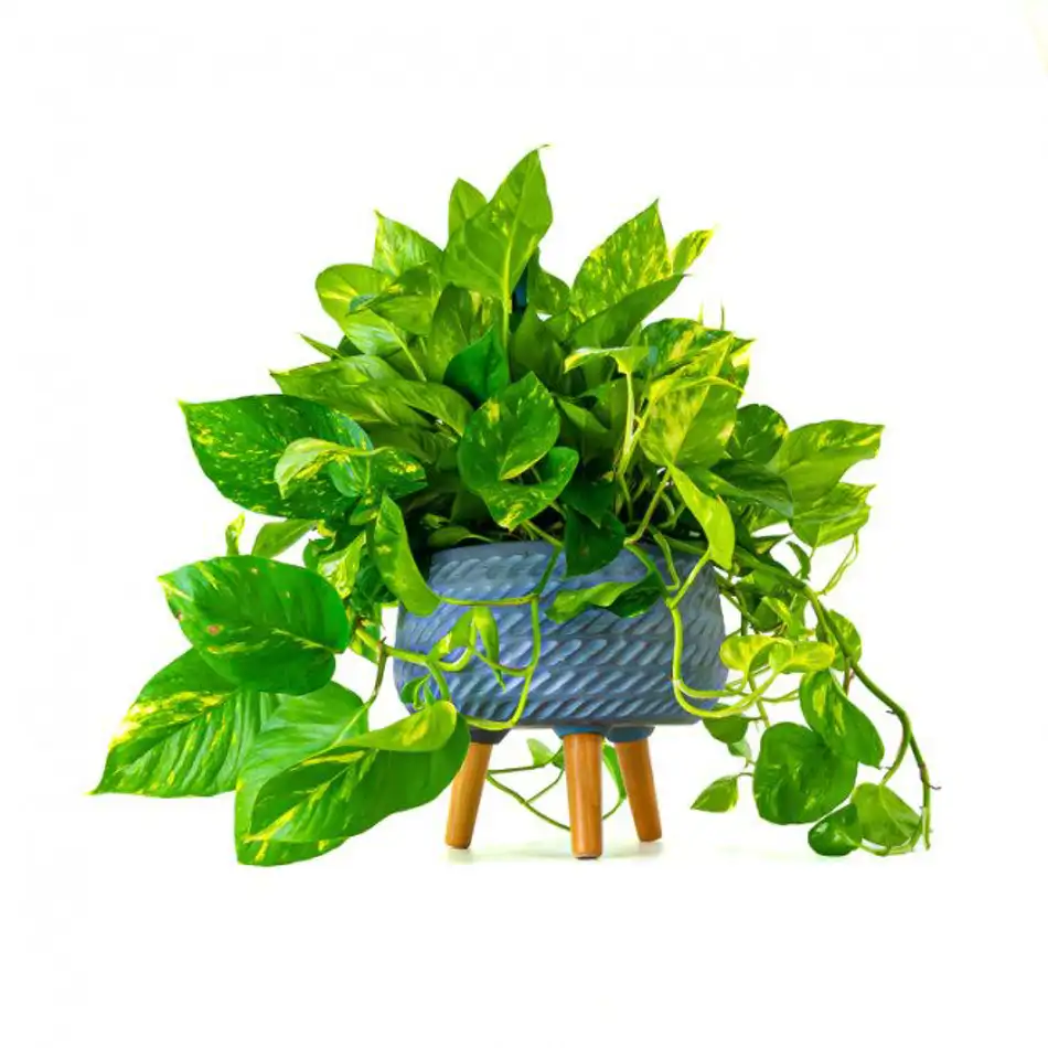 Pothos colgar