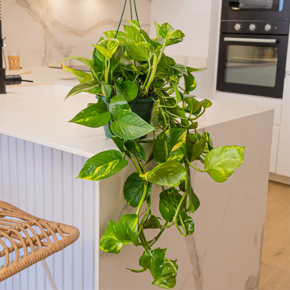 Pothos colgar