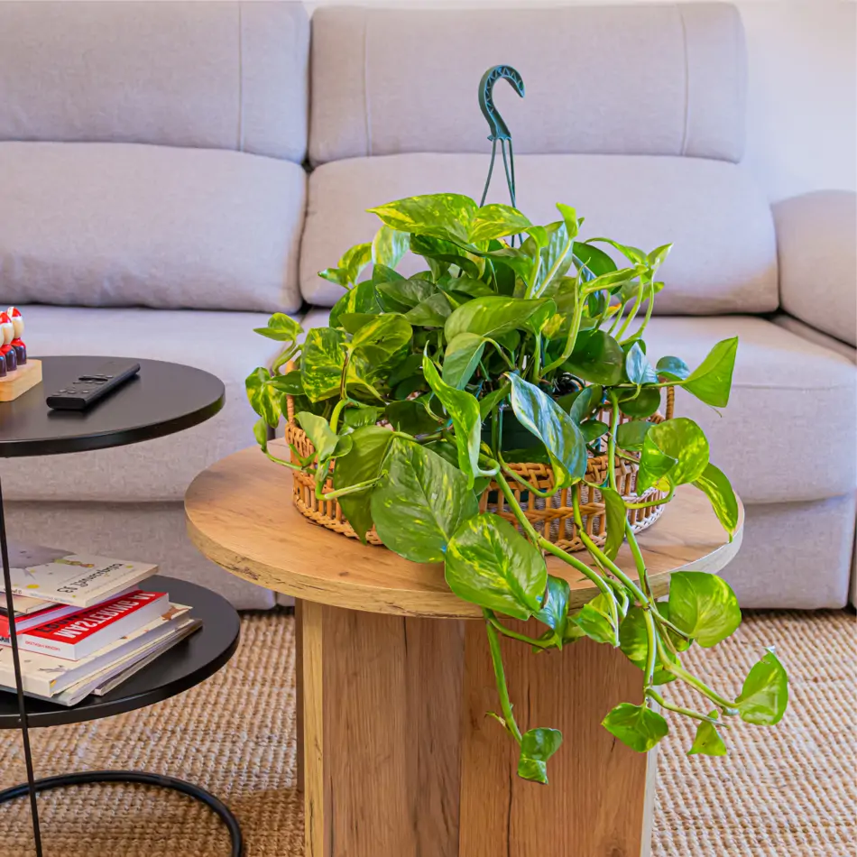 Pothos colgar