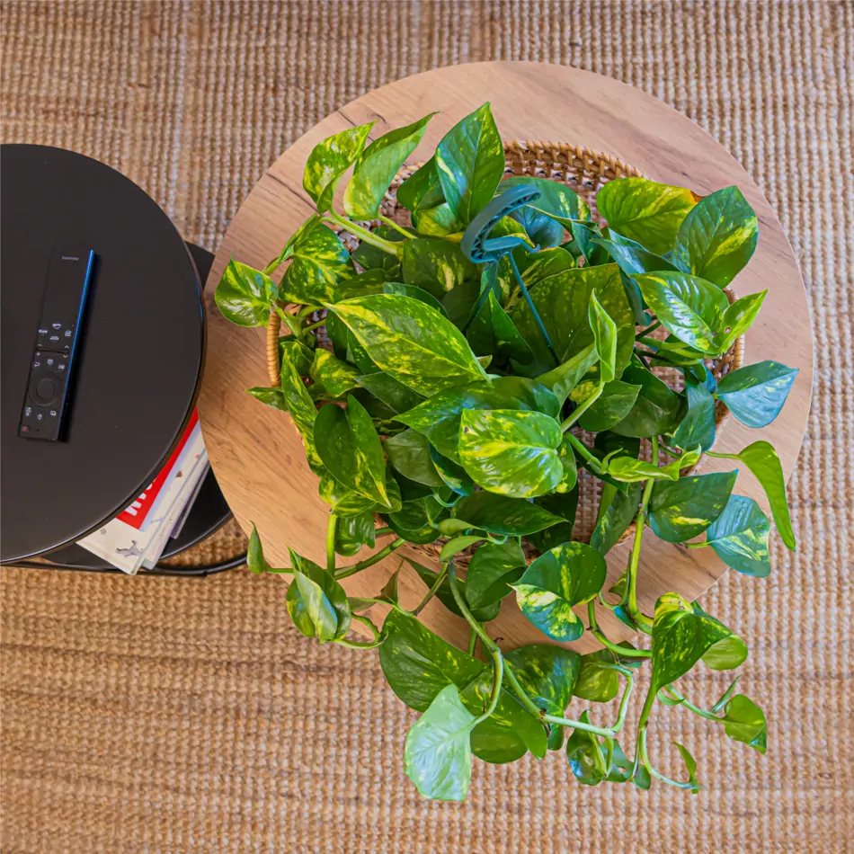 Pothos colgar