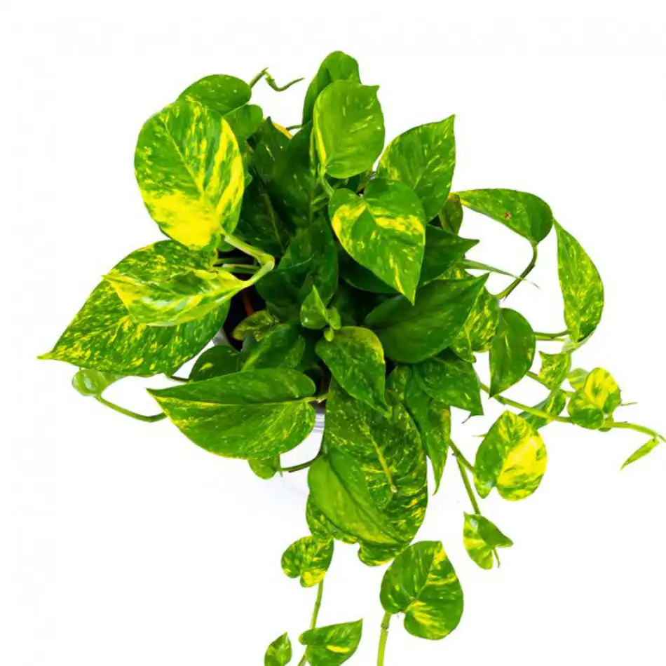 Pothos colgar